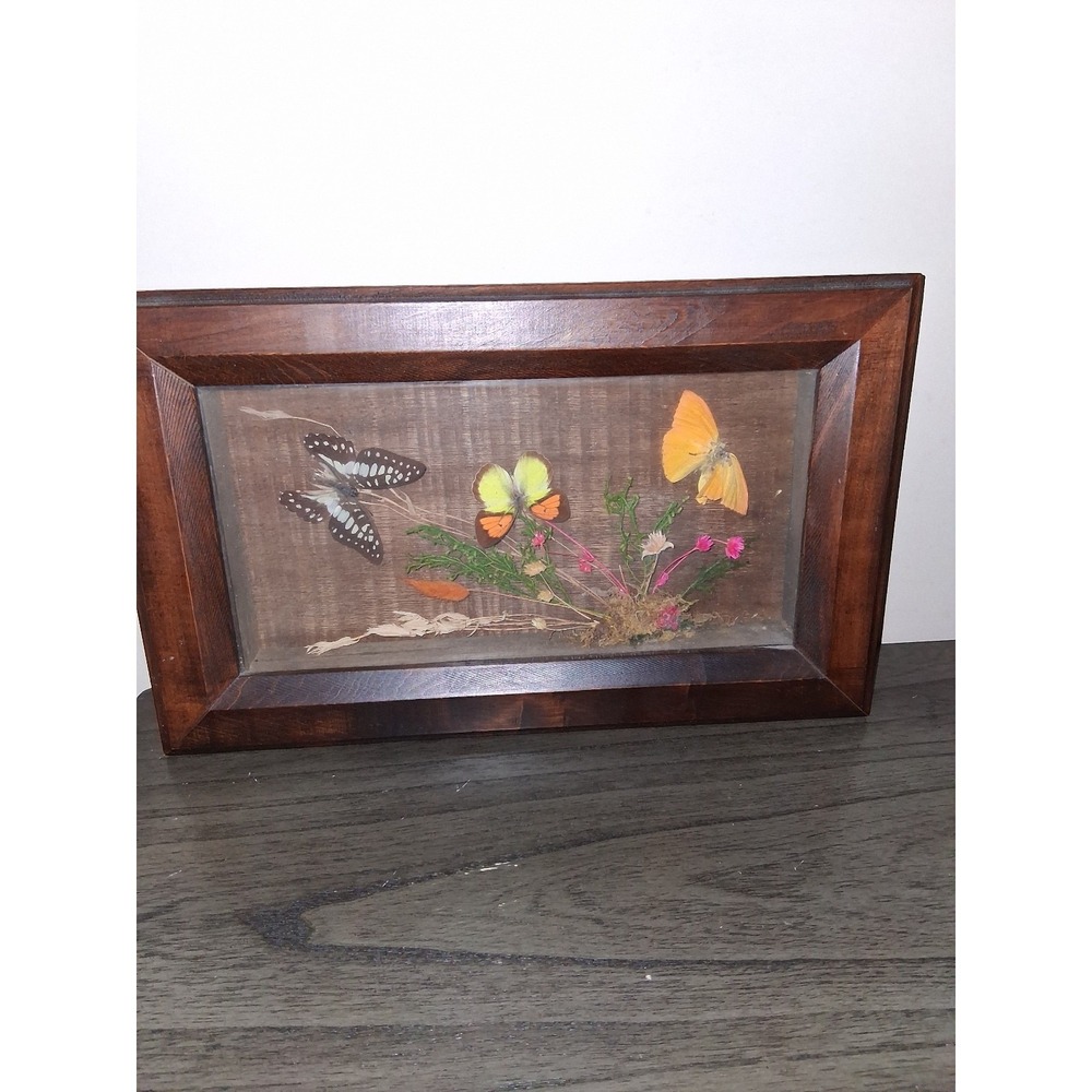 Vintage The Butterfly House Real Butterfly Specimen Shadow Box Dried Flowers 15"